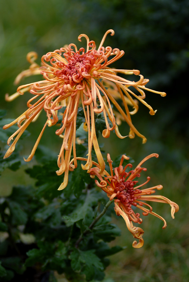 秋菊 (23).jpg
