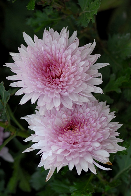 秋菊 (25).jpg
