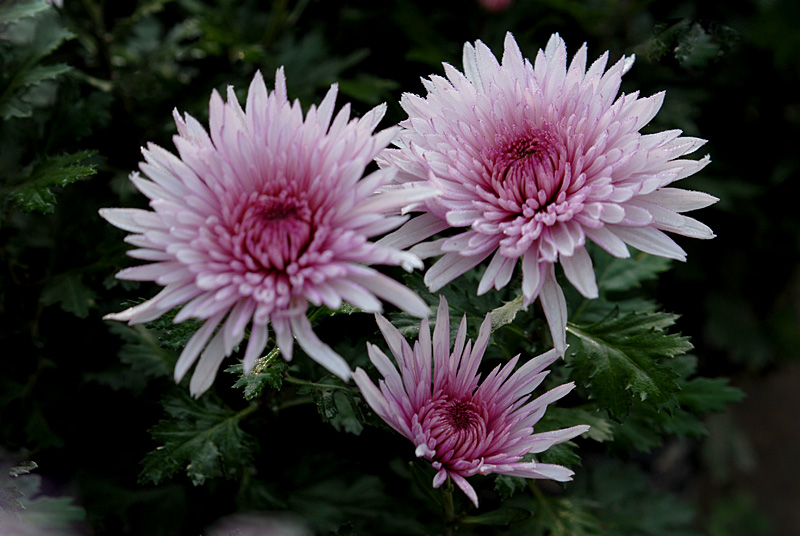 秋菊 (28).jpg
