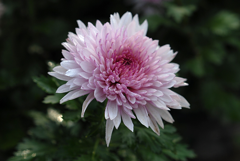 秋菊 (29).jpg