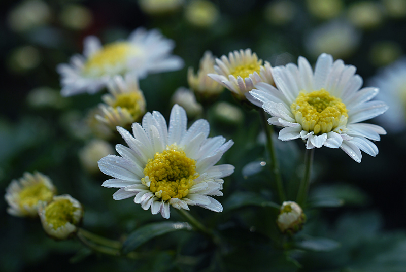 秋菊 (31).jpg