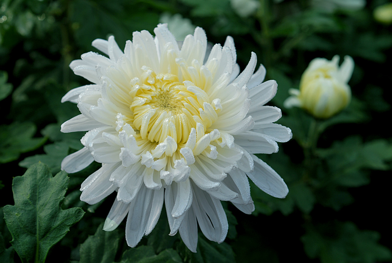 秋菊 (30).jpg