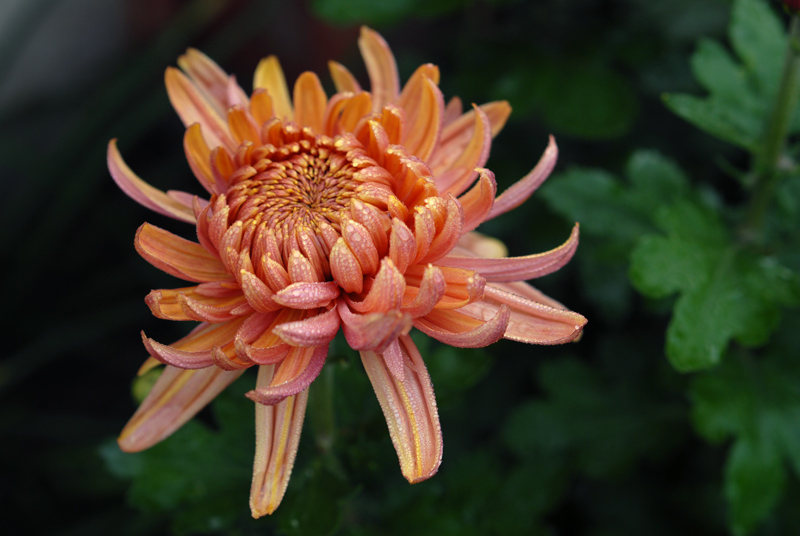 秋菊 (32).jpg