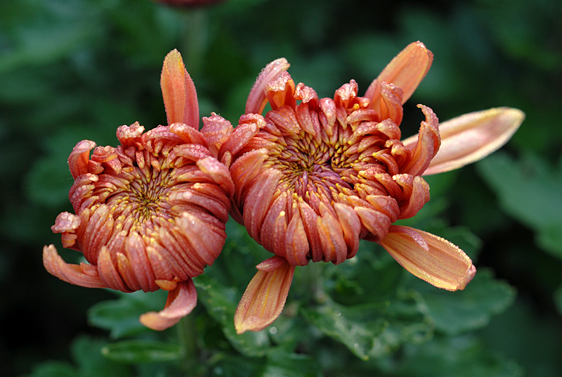 秋菊 (33).jpg
