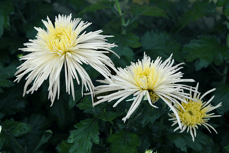 秋菊 (36).jpg
