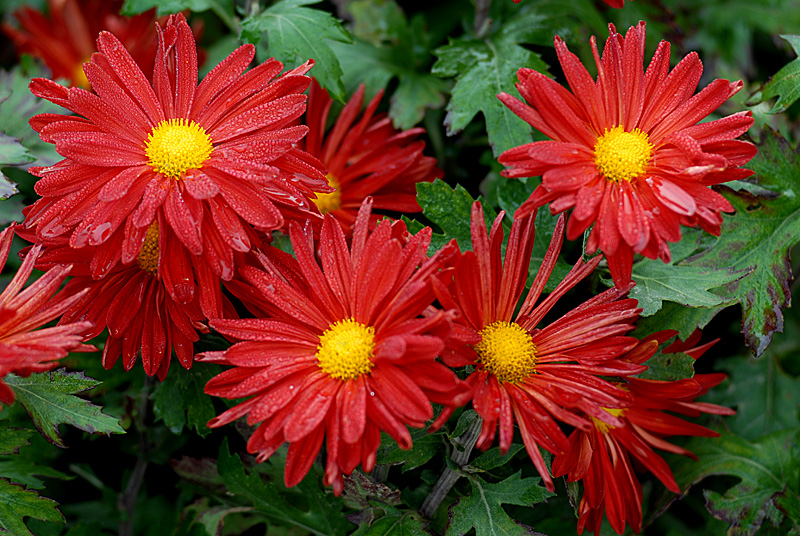 秋菊 (37).jpg