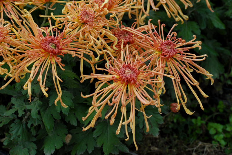 秋菊 (42).jpg