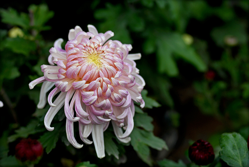秋菊.jpg