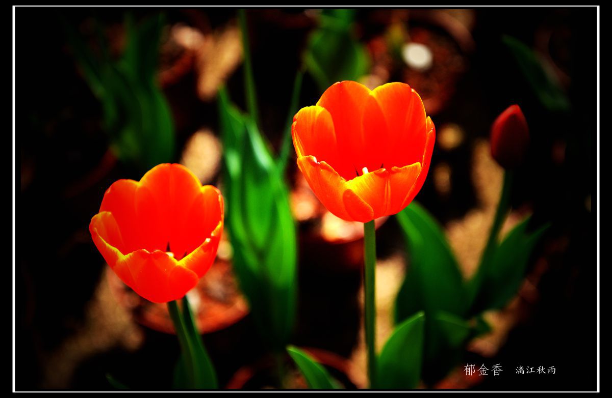 DSC_5449_副本.jpg