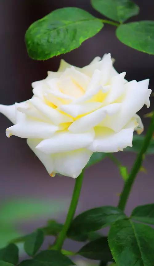 67a670e9465c940269cc4768f447ea64.jpg