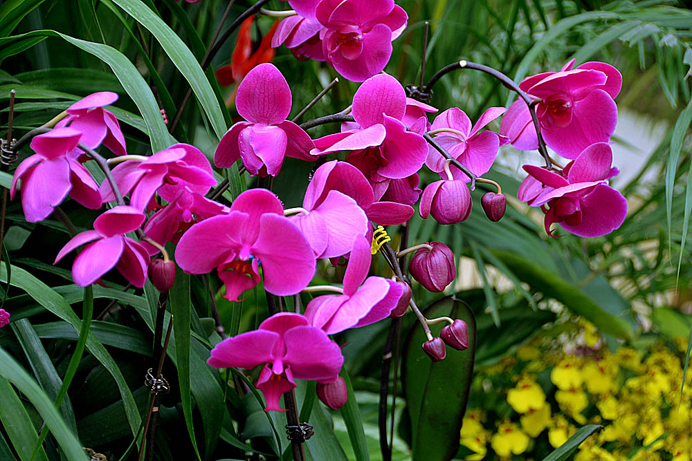 花世界 (11).jpg