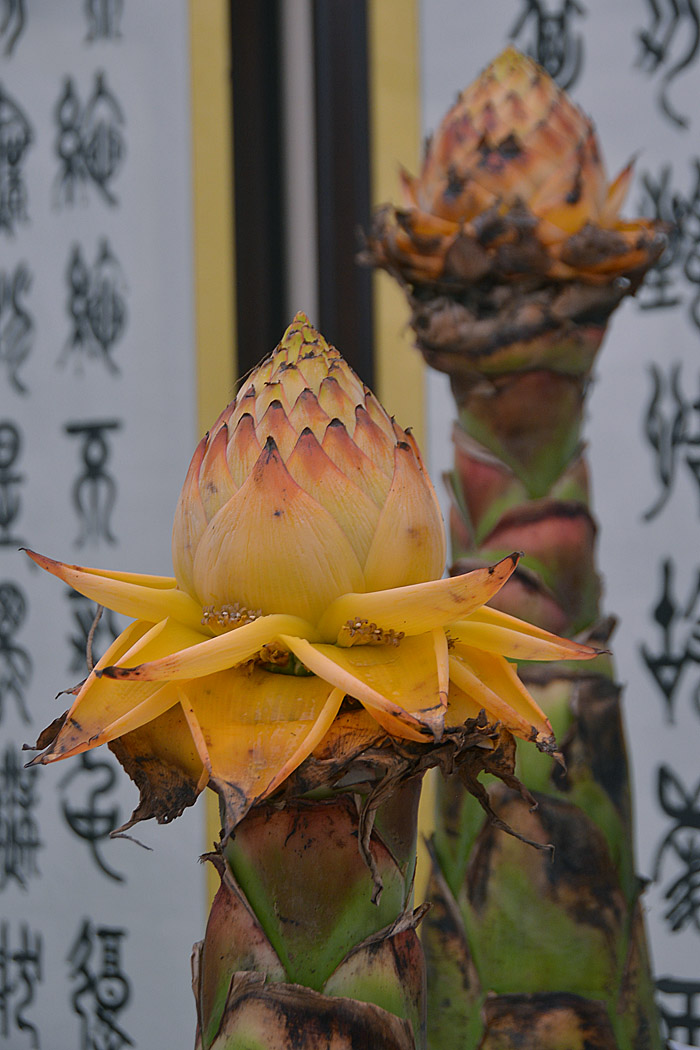 花世界 (16).jpg