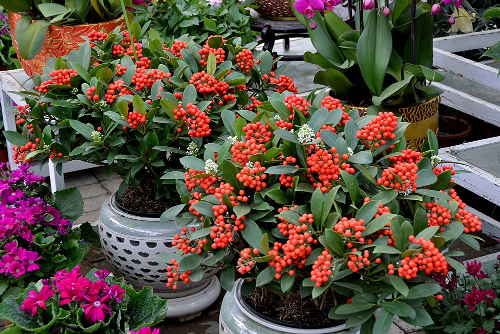 花世界 (21).jpg