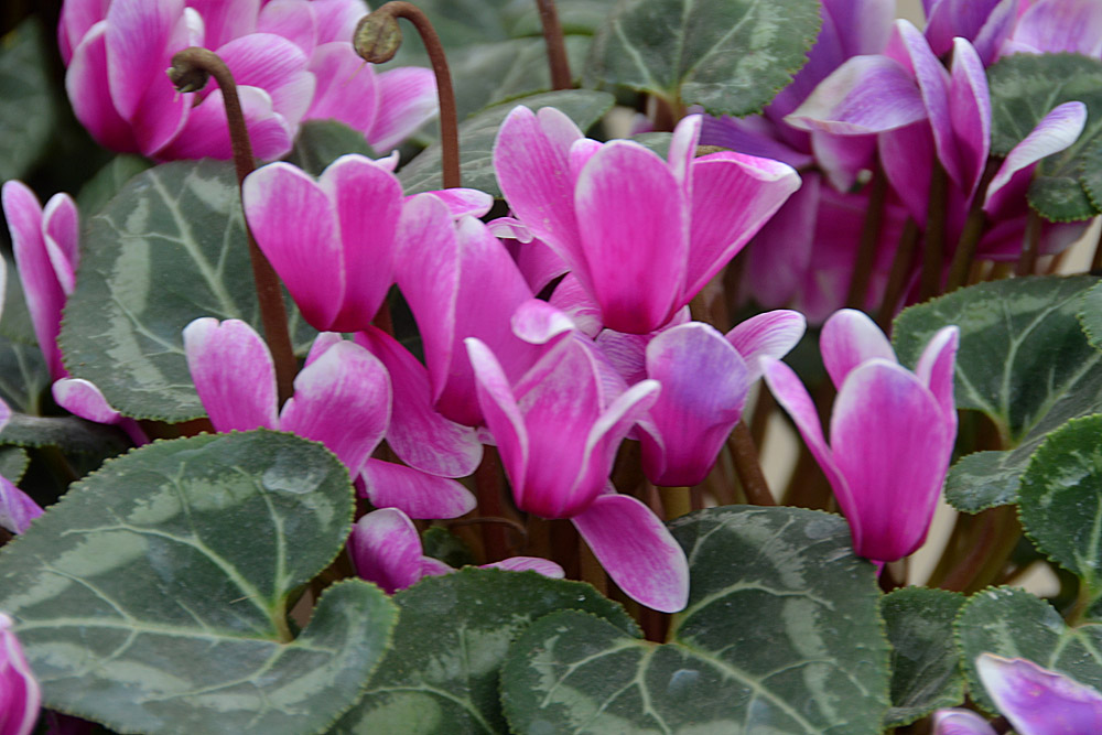 花世界 (37).jpg