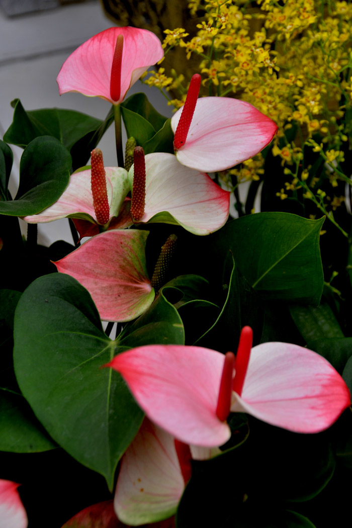 花世界 (39).jpg
