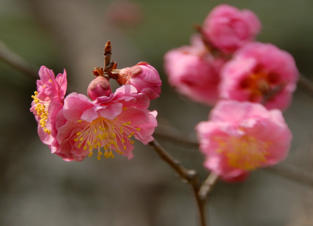 梅花 (13).jpg