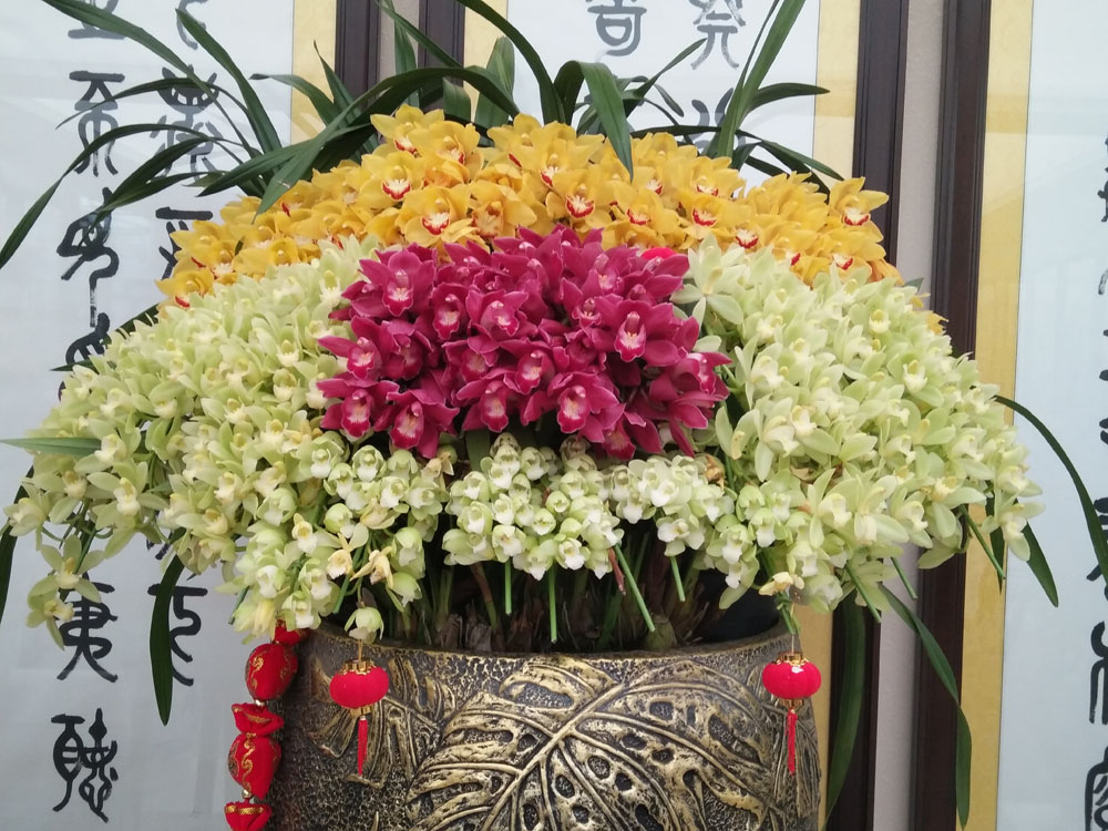 蝴蝶兰 (30).jpg