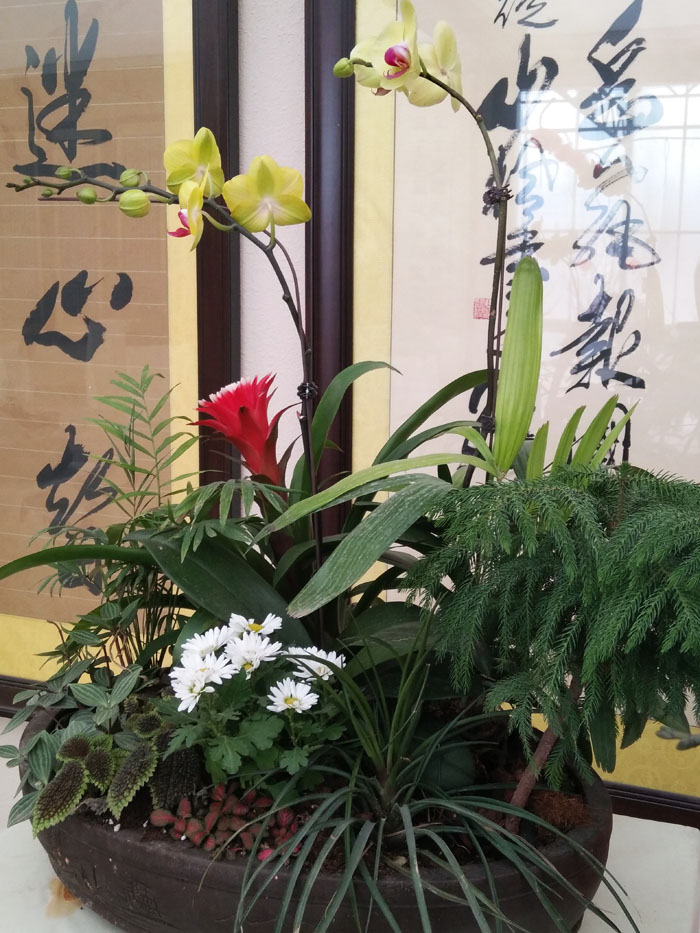 蝴蝶兰 (31).jpg