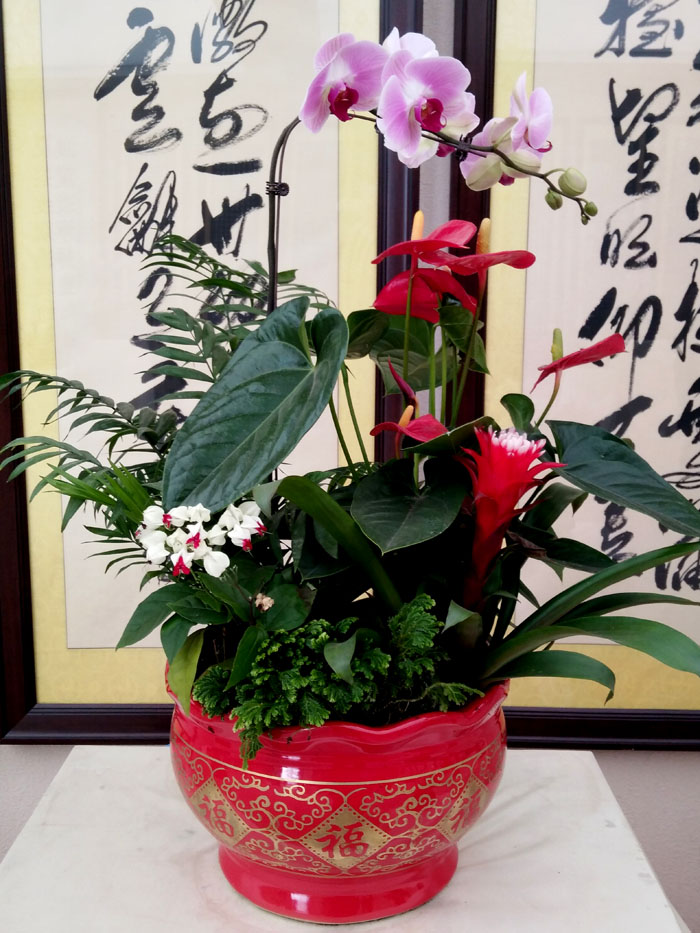 蝴蝶兰 (33).jpg