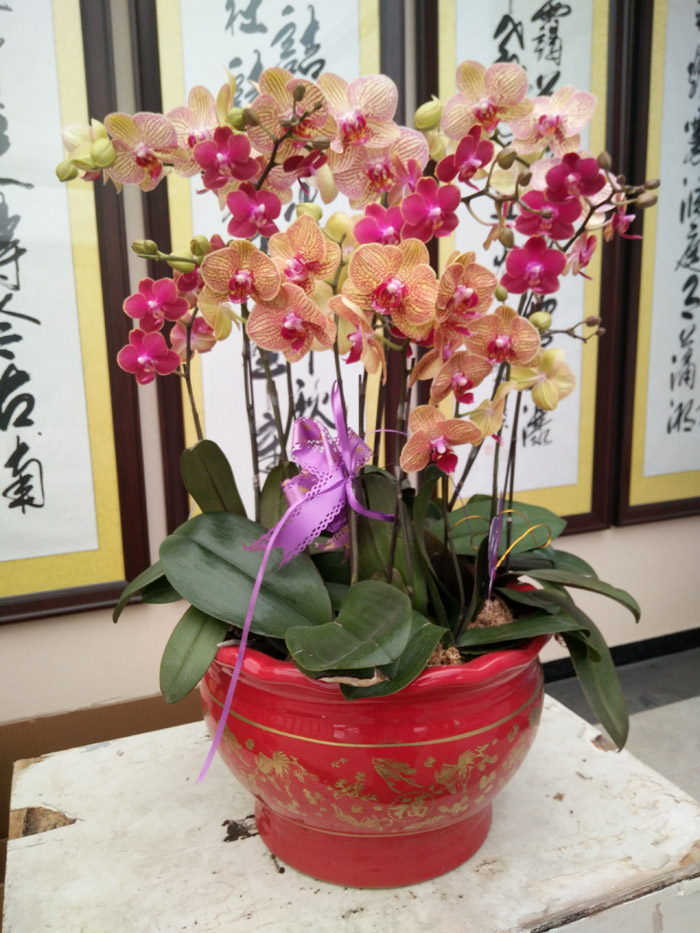 蝴蝶兰 (37).jpg
