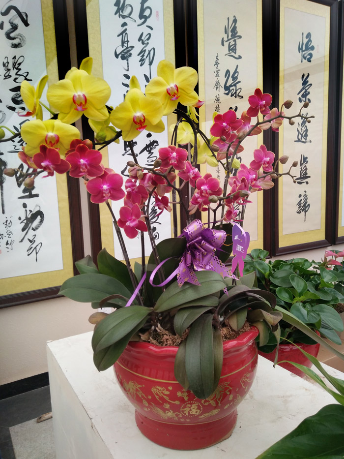 蝴蝶兰 (38).jpg