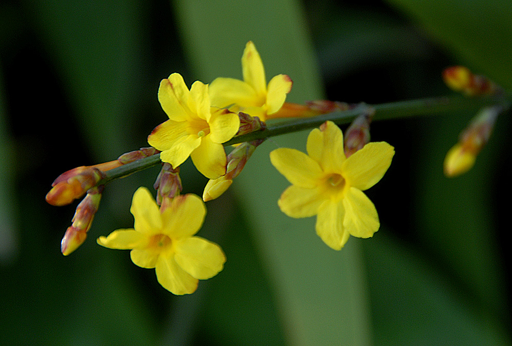 迎春花 (1).jpg