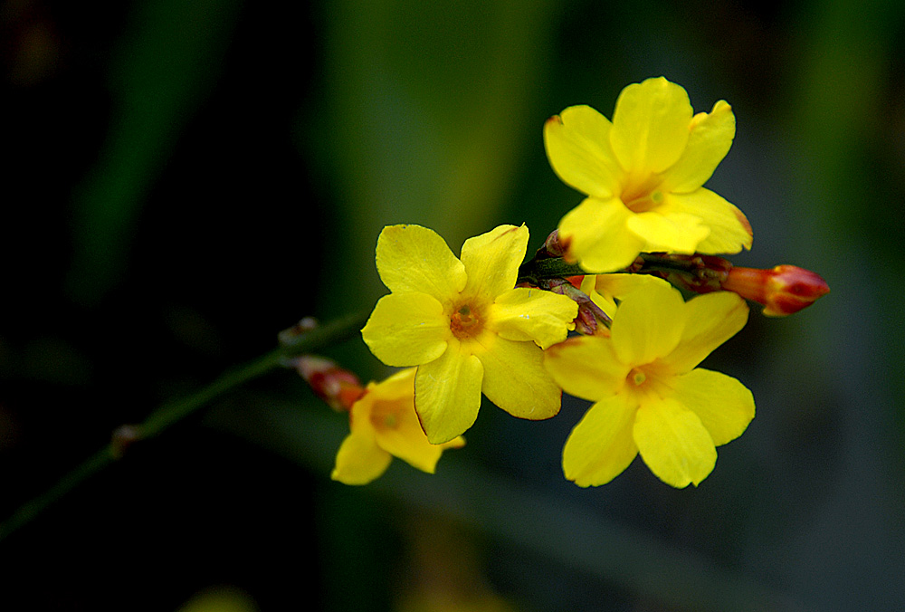 迎春花 (3).jpg