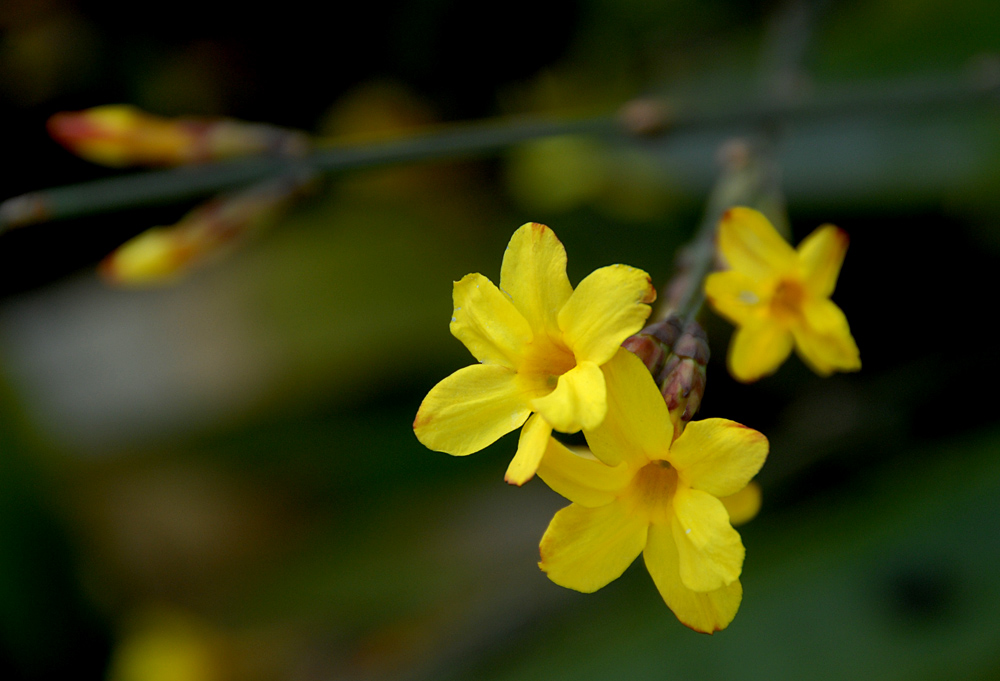 迎春花 (7).jpg