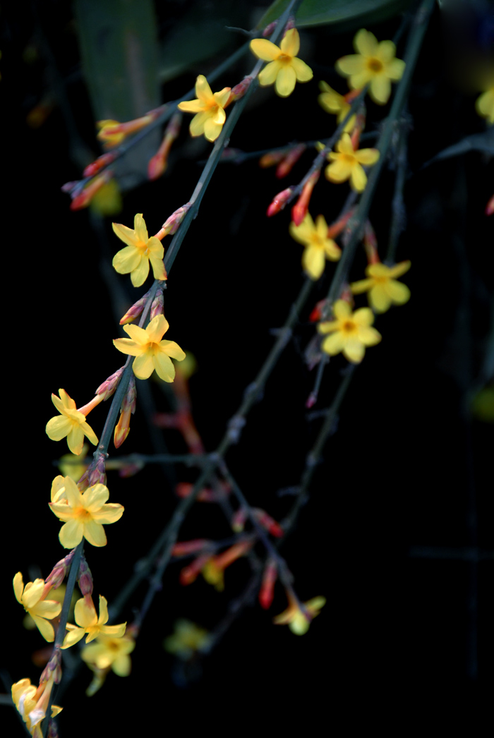 迎春花 (11).jpg