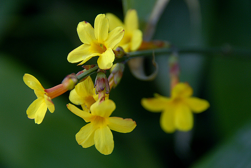 迎春花 (13).jpg