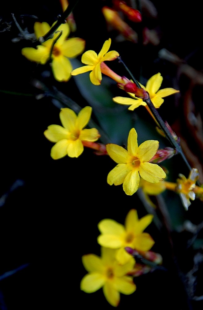 迎春花 (17).jpg