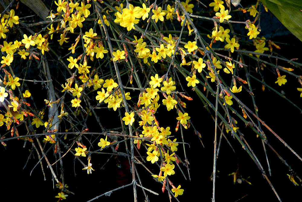 迎春花 (18).jpg