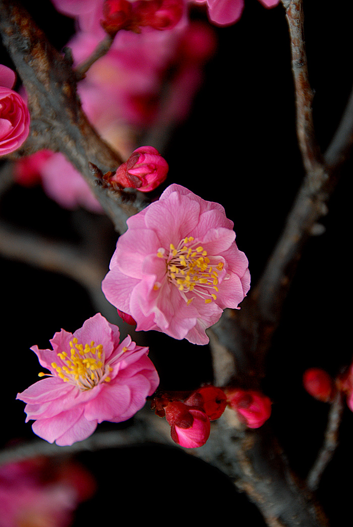 红梅 (11).jpg
