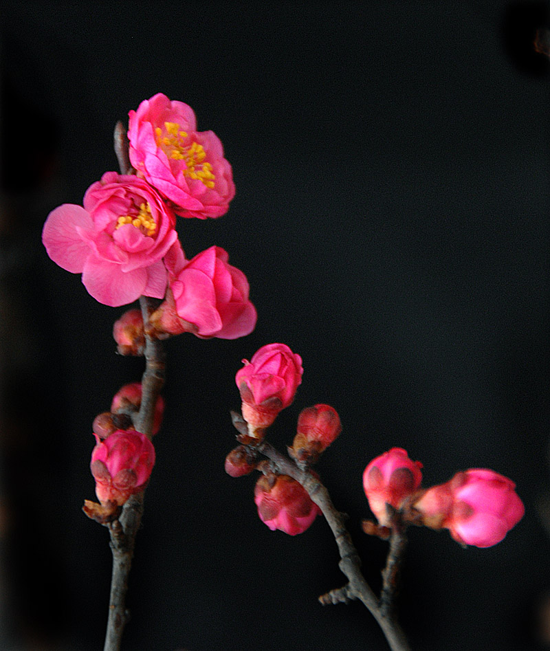 红梅 (15).jpg