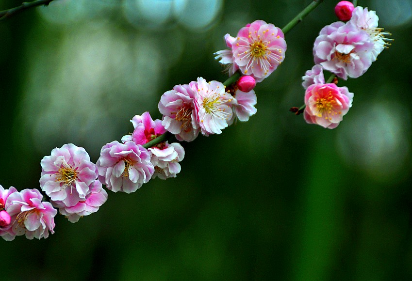DSC_0112_conew1.jpg