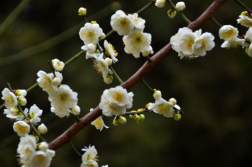 DSC_0104_conew1.jpg