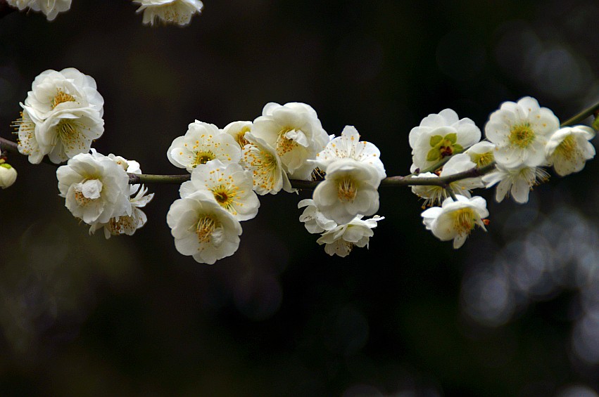 DSC_0103_conew1.jpg