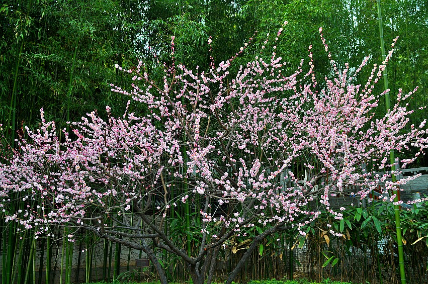 DSC_0111_conew1.jpg