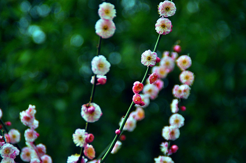 DSC_0120_conew1.jpg