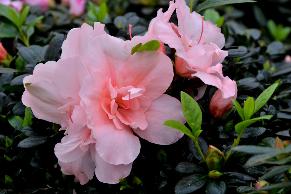 花世界 (24).jpg