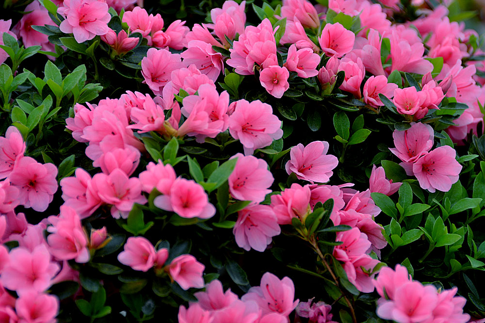 花世界 (27).jpg