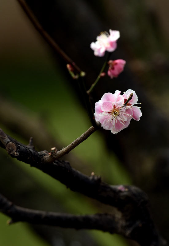 DSC_6461.JPG