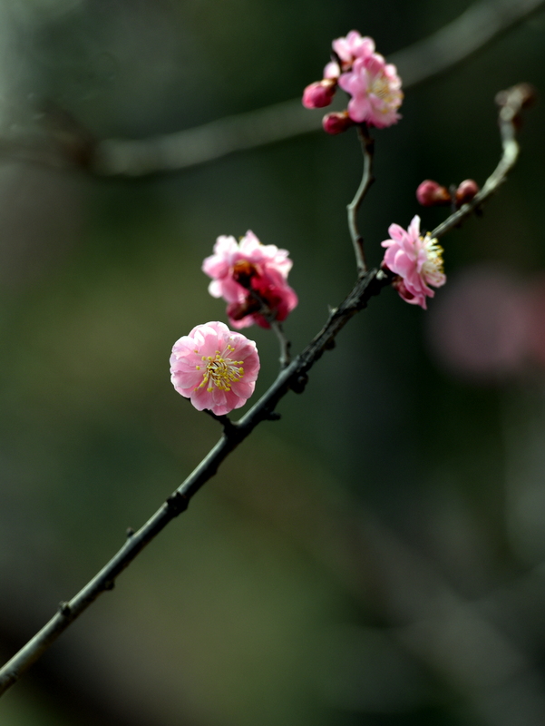 DSC_6517.JPG
