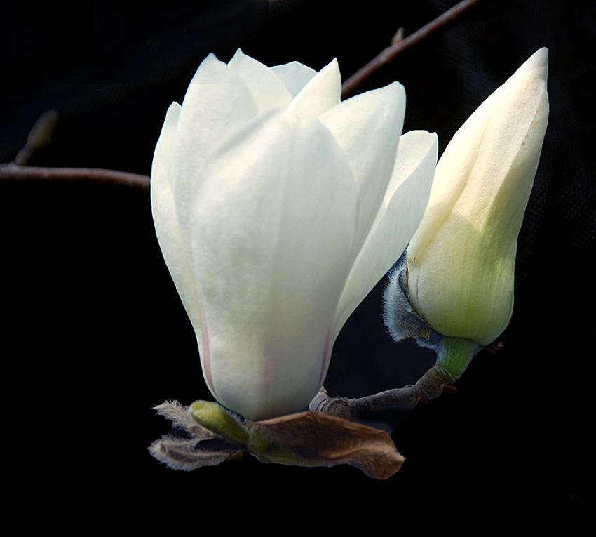 花卉 (8).jpg