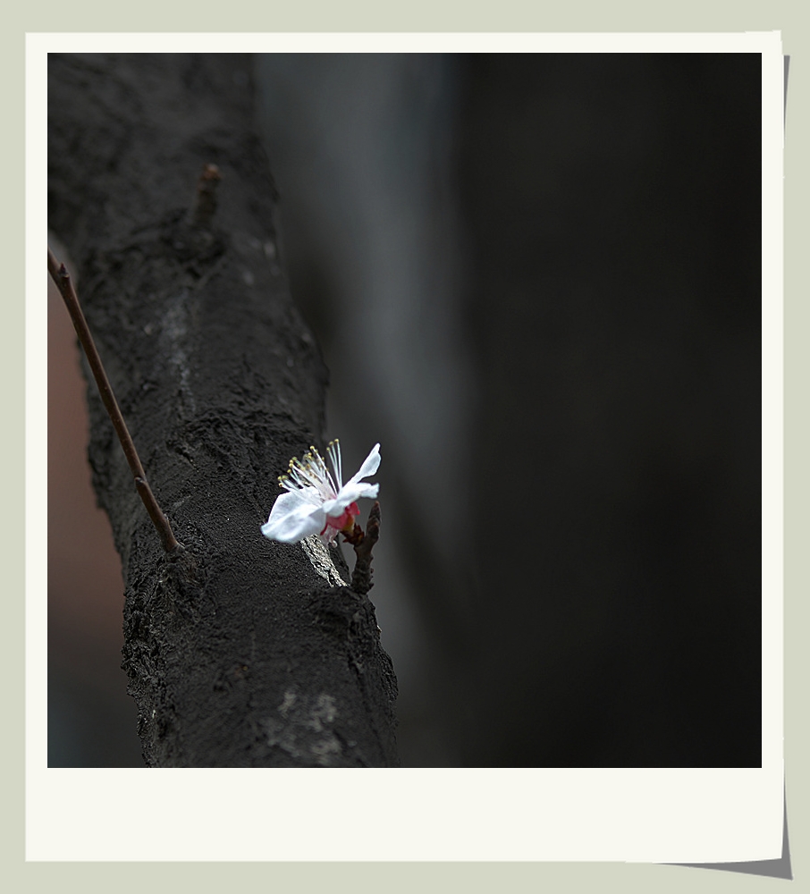DSC_9787_副本.jpg
