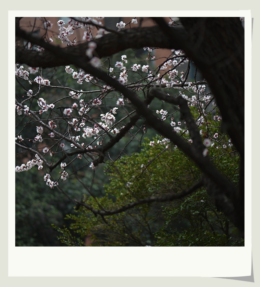 DSC_9807_副本.jpg