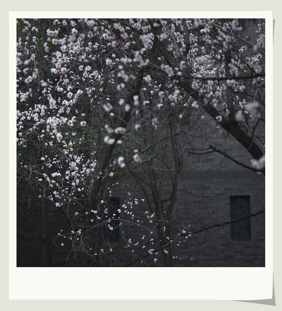 DSC_9815_副本.jpg