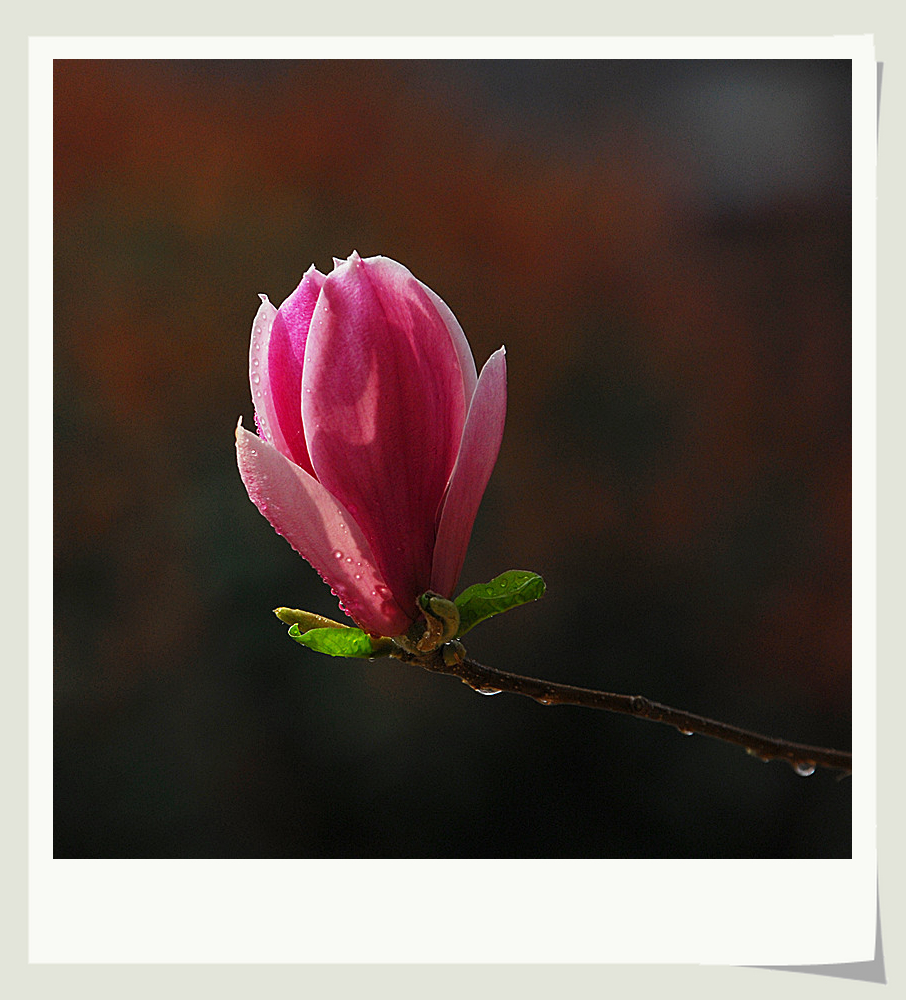 DSC_0105_副本.jpg