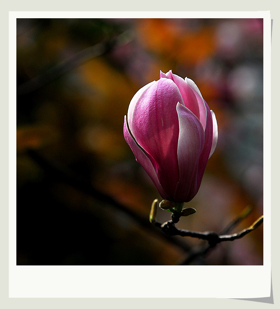 DSC_0178_副本.jpg