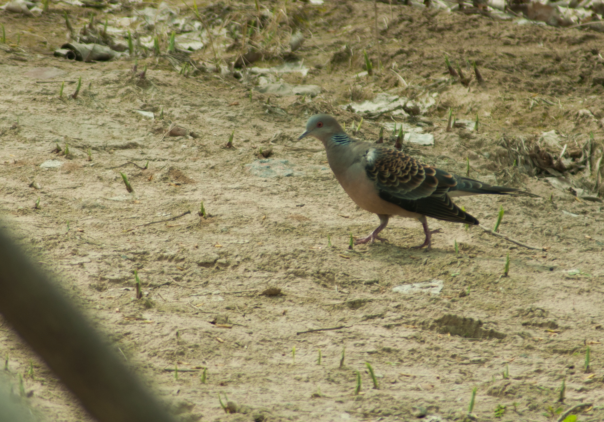 DSC_0062_副本.jpg